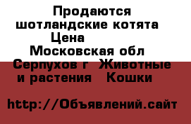 Продаются шотландские котята › Цена ­ 6 000 - Московская обл., Серпухов г. Животные и растения » Кошки   